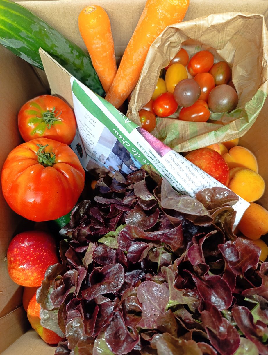 Panier de fruits et légumes bio : tomates, salade, carottes et abricots