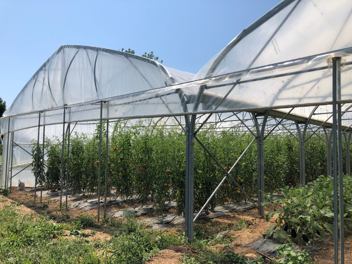 Serres de tomates bio cultivées en Aquitaine
